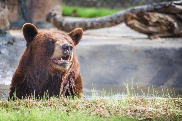 Boodah, American black bear