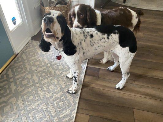 Another angle. Love how much more visible her spots are with this shorter cut!!