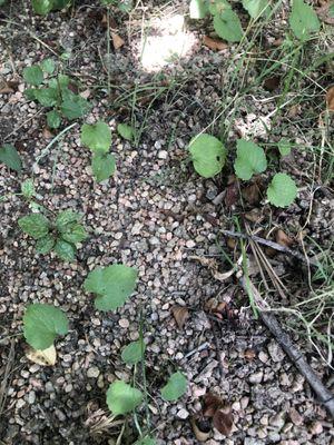 pea gravel in flower beds