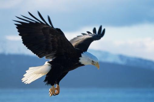 Eagles abound in Coeur d'Alene in December & January...truly a sight to behold.