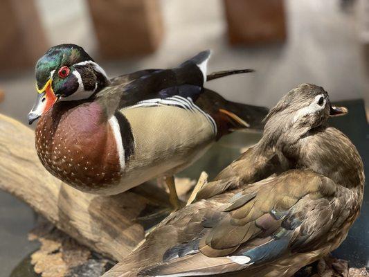 Wood Ducks