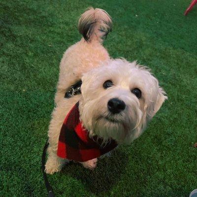 Puppy clip (and they gave him the sweetest fall bandana!)