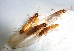 Drywood termites -adults