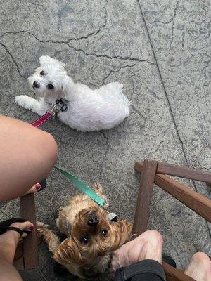 Dog-friendly patio