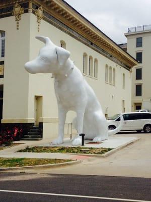 "Art" the giant Dalmatian in front of new SRAC hq. An old fire house downtown: 801 Crockett St. Shreveport, 71101.