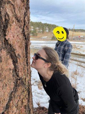 Sniffing a ponderosa