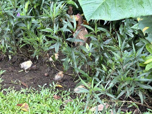 10/29/24 By the Hanalei Center parking lot, mother hen & chicks searching for food