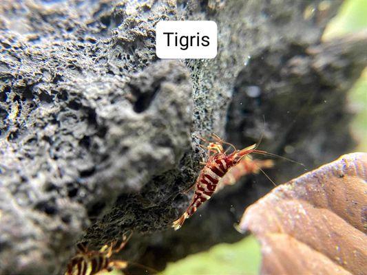 Sulawesi Tigris