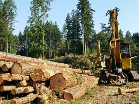 WA Logging, land clearing Service, timber removal in South Sound region.   
 Maple Valley, Enumclaw, King, Pierce County. Firewood for sale.