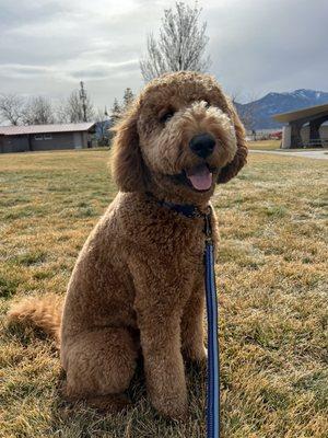 Post grooming! He immediately stuck his head out the car window so don't mind his fluffy nose - that was the wind!