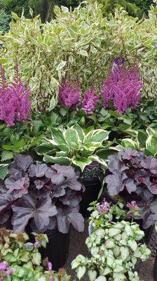 Beautiful combination for your shade garden!