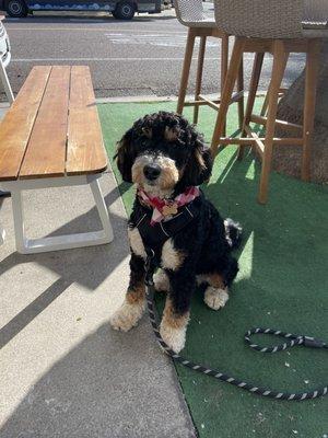 Bernedoodle