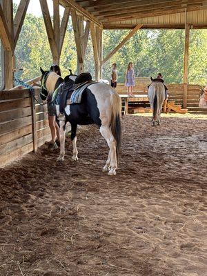 They have some really calm horses