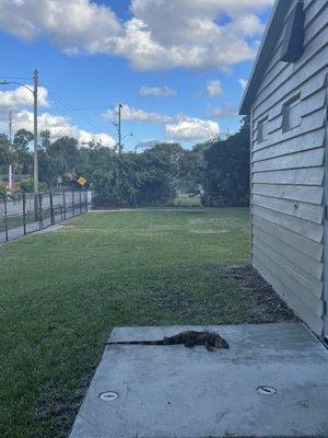 Not sure if he's taking a nap, but this was behind the building where bathrooms are.