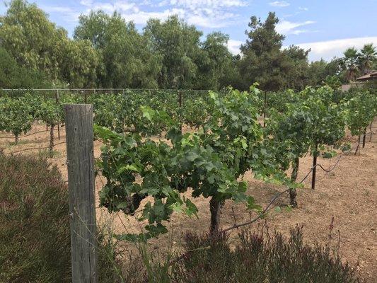 Vines hanging full.