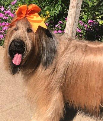 Annabelle (Briard)