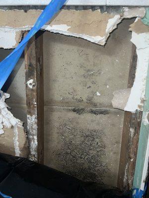 exposed black mold