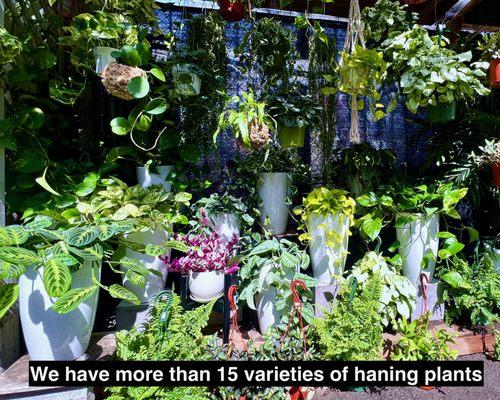 You can not only hang hanging plants but also plant them. If you choose plants and planters, we can plant them for you #CityHomeGarden #CHG