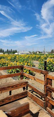 Beautiful Sun Flowers