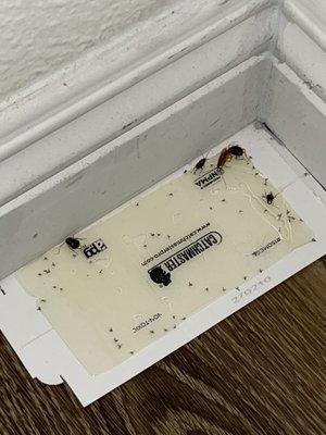 Pest traps