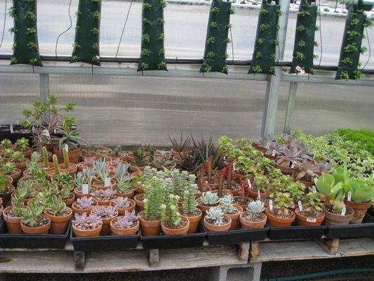 Succulents Galore!