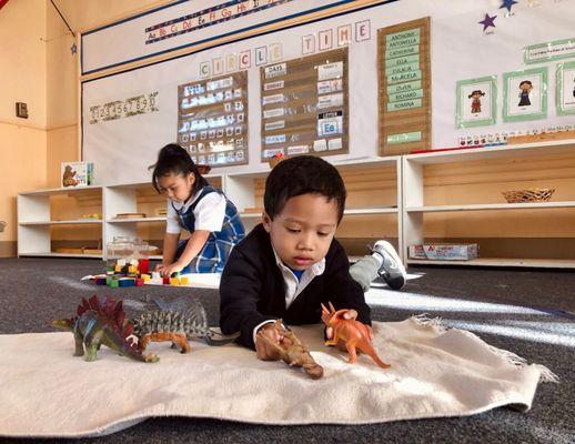 D is for dinosaur; a student plays with dinosaurs during free choice.