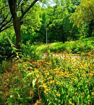 Black-eyed Susan (Rudbeckia Hirta) flowers by the entrance of the Golf House - (8/15/2021)