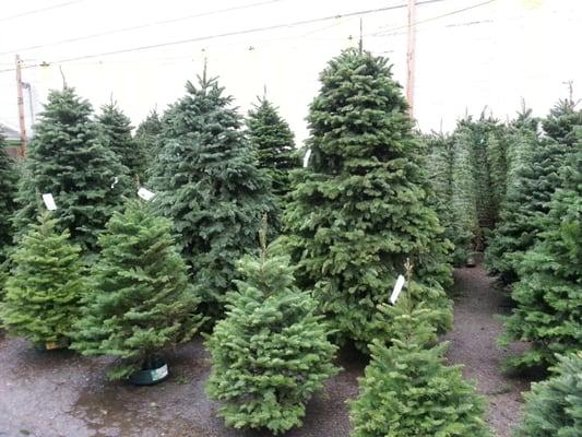 Trees 3' are about $45 up to 9' for $120! Happy holidays!