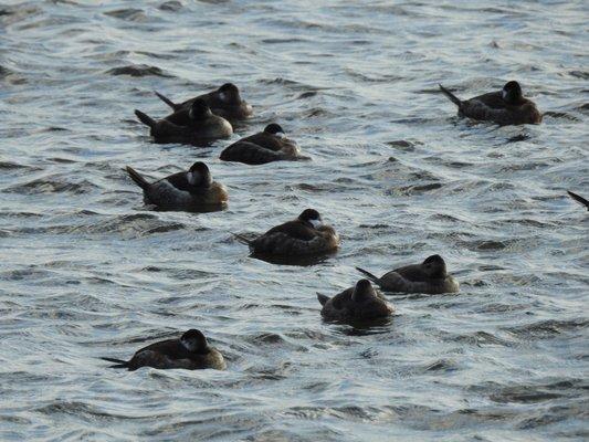 Ruddy ducks