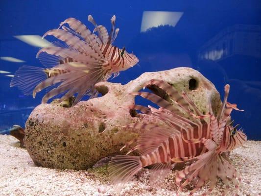 Lionfish