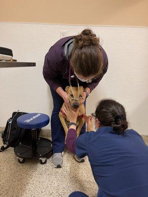 Bettervet visit