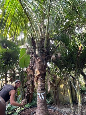 Potter coconut tree with coconuts on the tree $900 (includes delivery, planting, fertilizing)