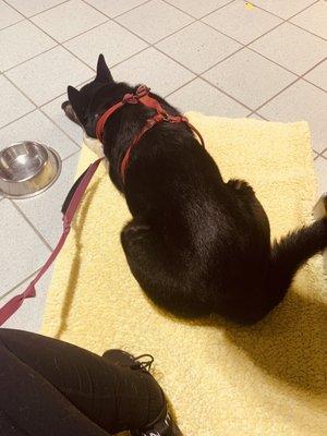 We had our own large waiting area. My dog generally dislikes the vet and tries to drag me out. Surprisingly comfortable.