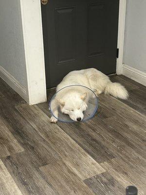 My husky the same night after his procedure after his first full meal in 3 days and finally able to sleep comfortably.