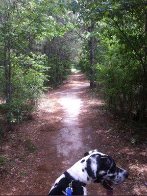 Hiking trail with the pups