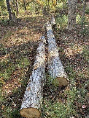 White ok Logs cut 16'6"