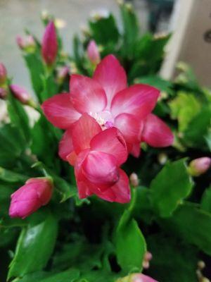 Christmas Cactus