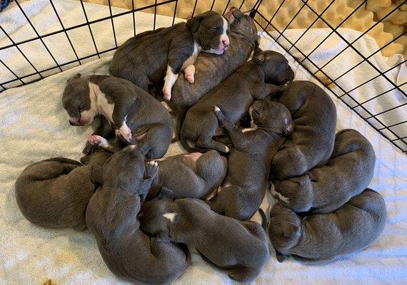 Pittie Pile