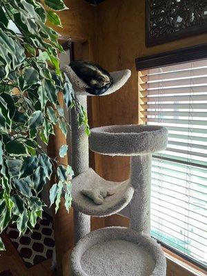 This is one of my cats snoozing At the top of the tower the other cat is usually on the lower deck.