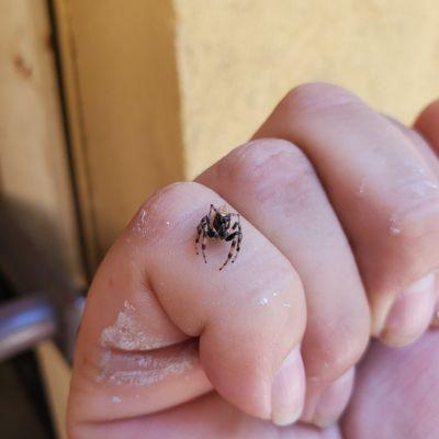 Got spiders? give us a call to hear about our spider control programs.(Salticidae, jumping spider)