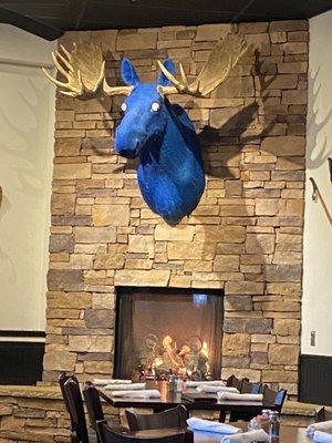 I spy a Blue Moose!