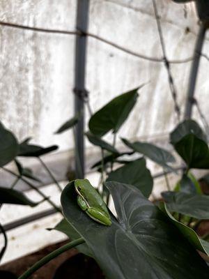 Green tree frog in the greenhouse :)