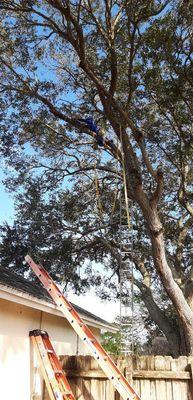 You need tree cirves call Gomez landscaping 3212948258