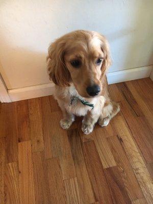 Cockapoo haircut