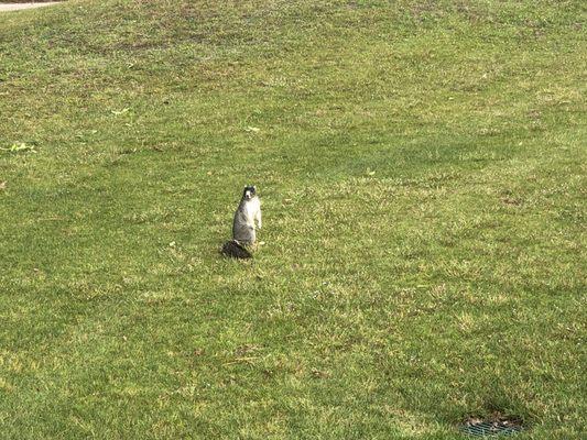 The black squirrels are out in the summer