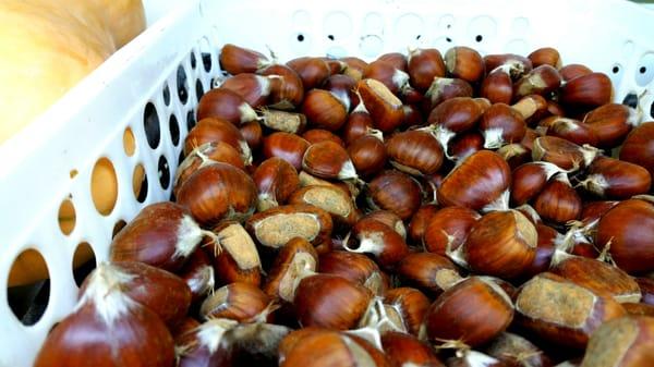 Chestnuts in the winter