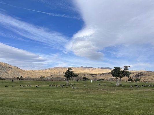 Beautiful greens on the course.