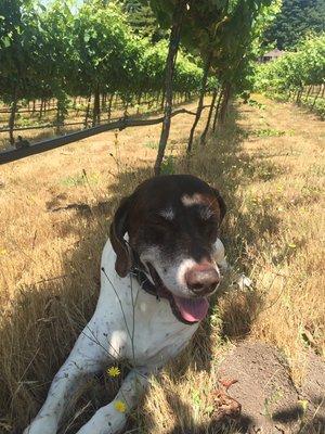 Winery dog, King. He's a Pinot Pointer.