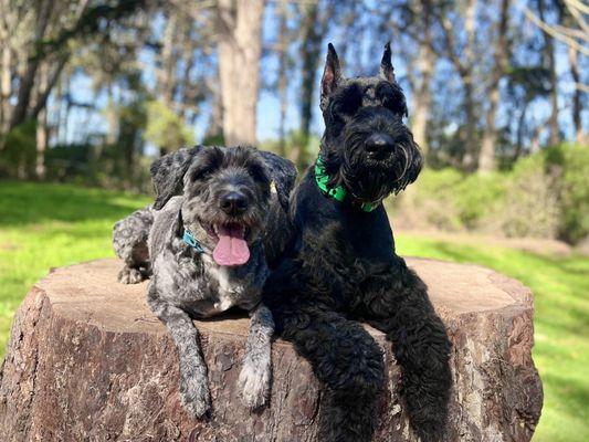 Back to Balance Canine Training