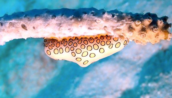 flamingo tongue snail